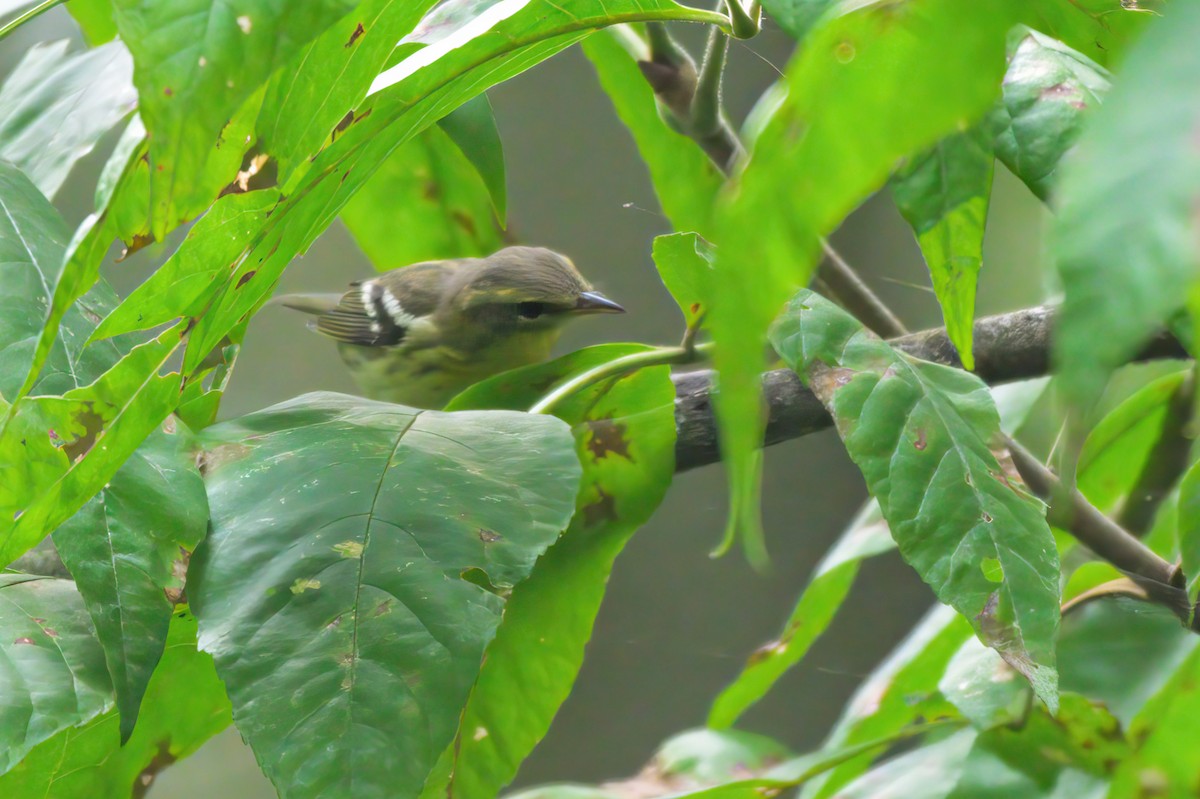 Blackburnian Warbler - ML623025366