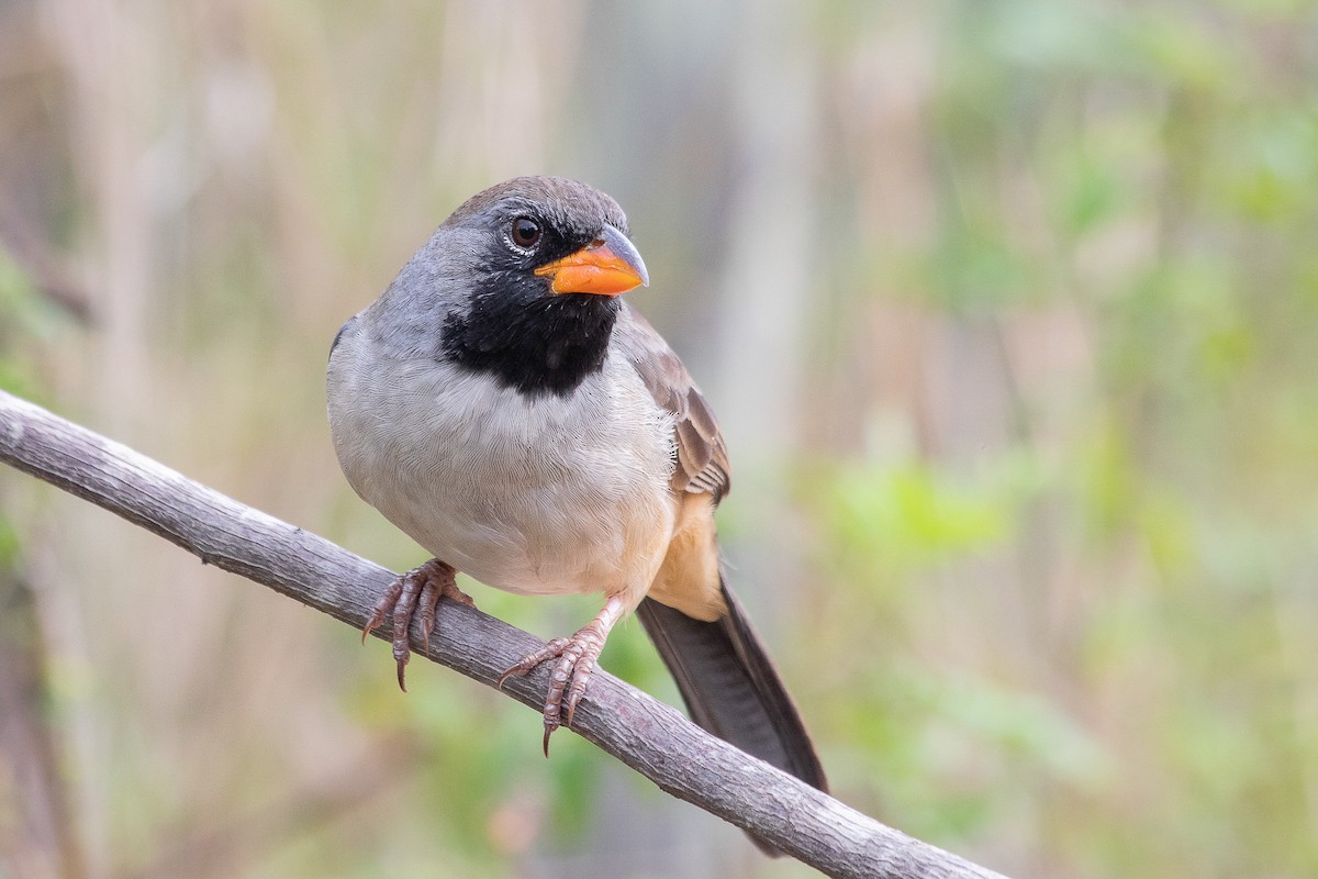 Black-throated Saltator - ML623025403