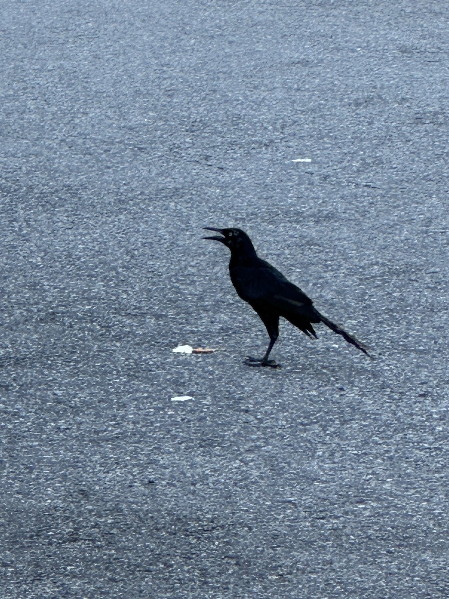 Great-tailed Grackle - Joe Gula