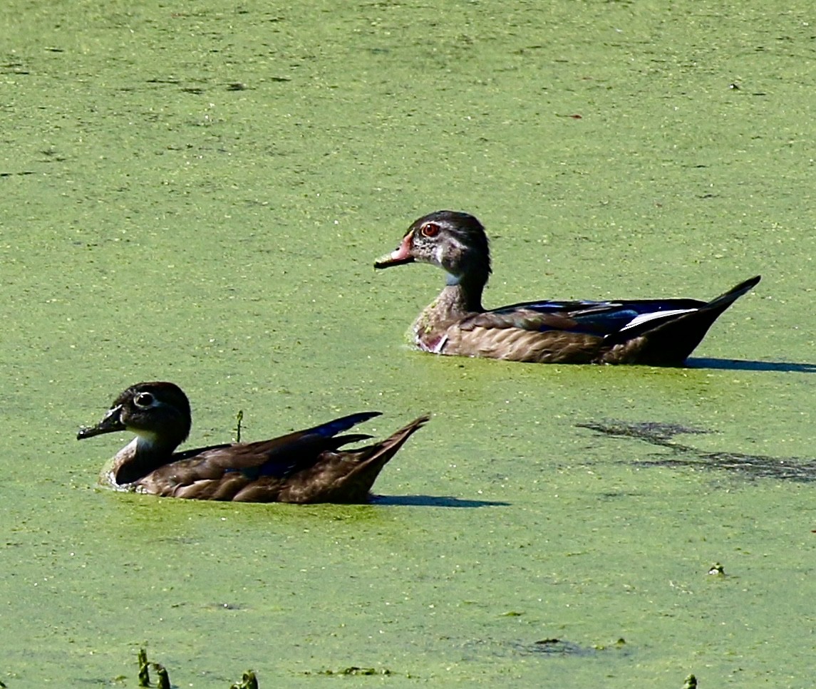 Wood Duck - ML623025439