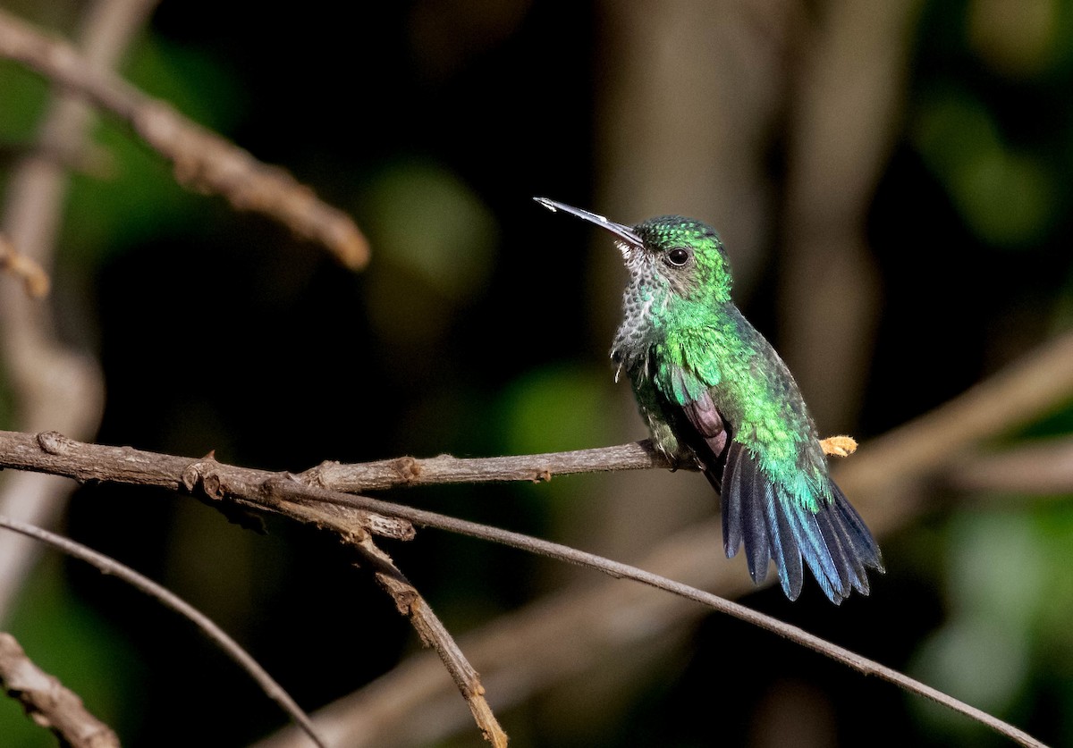 Blue-chinned Sapphire - Giselle Mujica