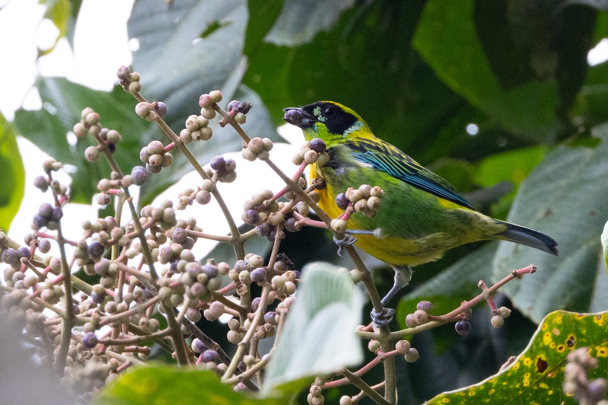 Green-and-gold Tanager - ML623025471