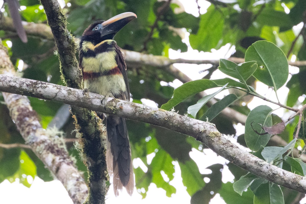 Many-banded Aracari - ML623025482