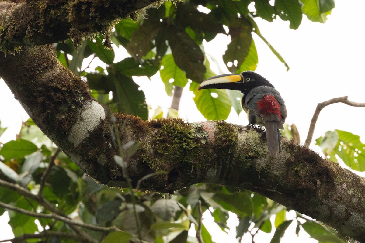 Many-banded Aracari - ML623025483