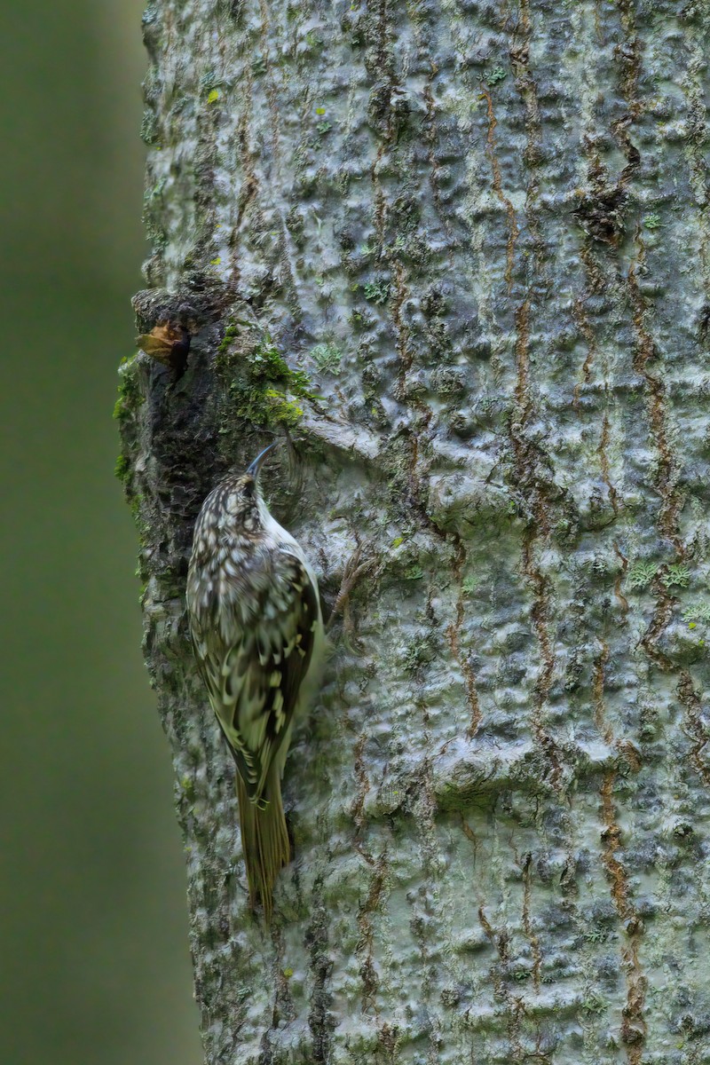 Brown Creeper - ML623025486