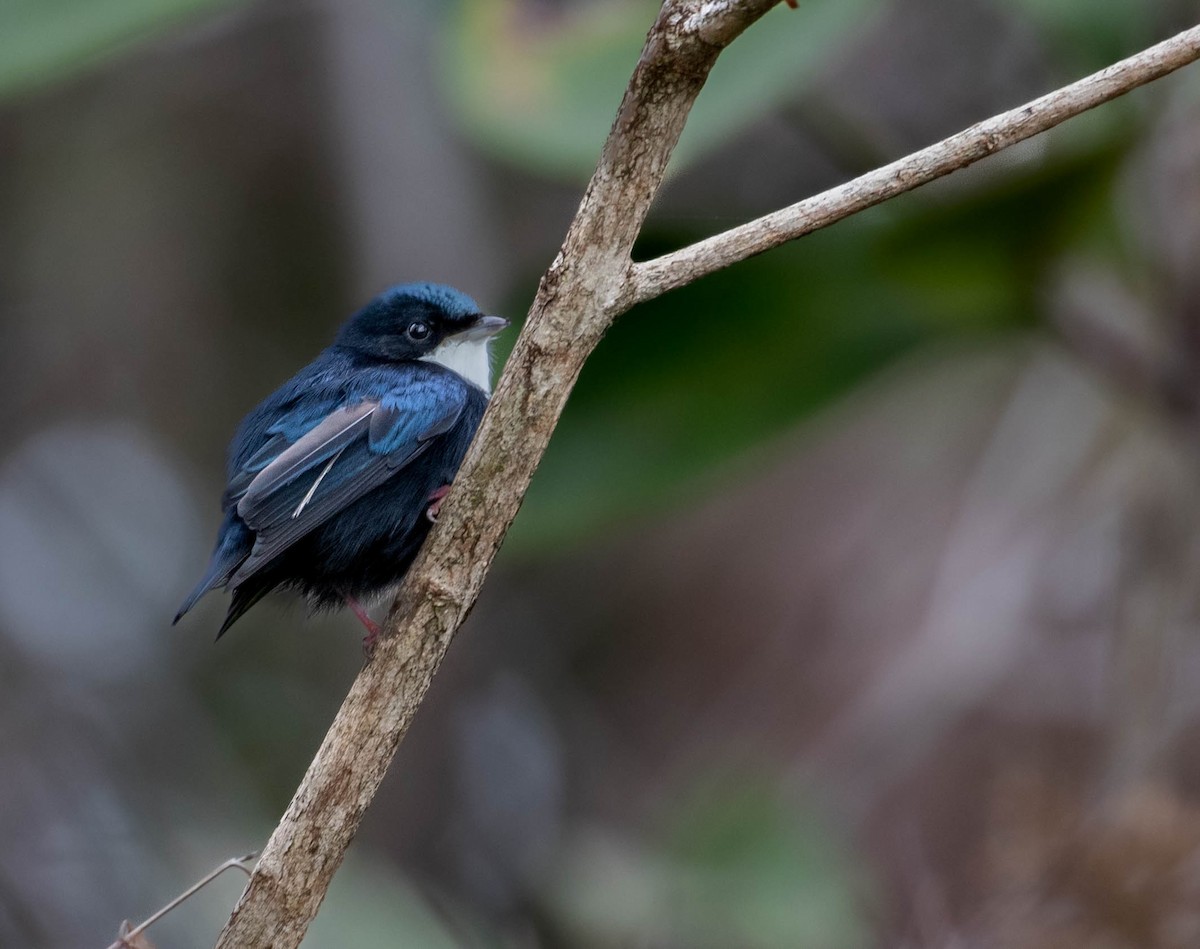 Manakin à gorge blanche - ML623025585