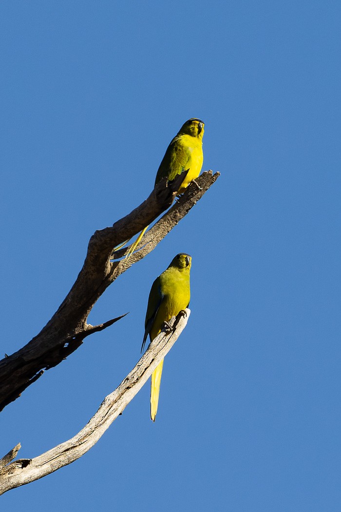 Elegant Parrot - ML623025655