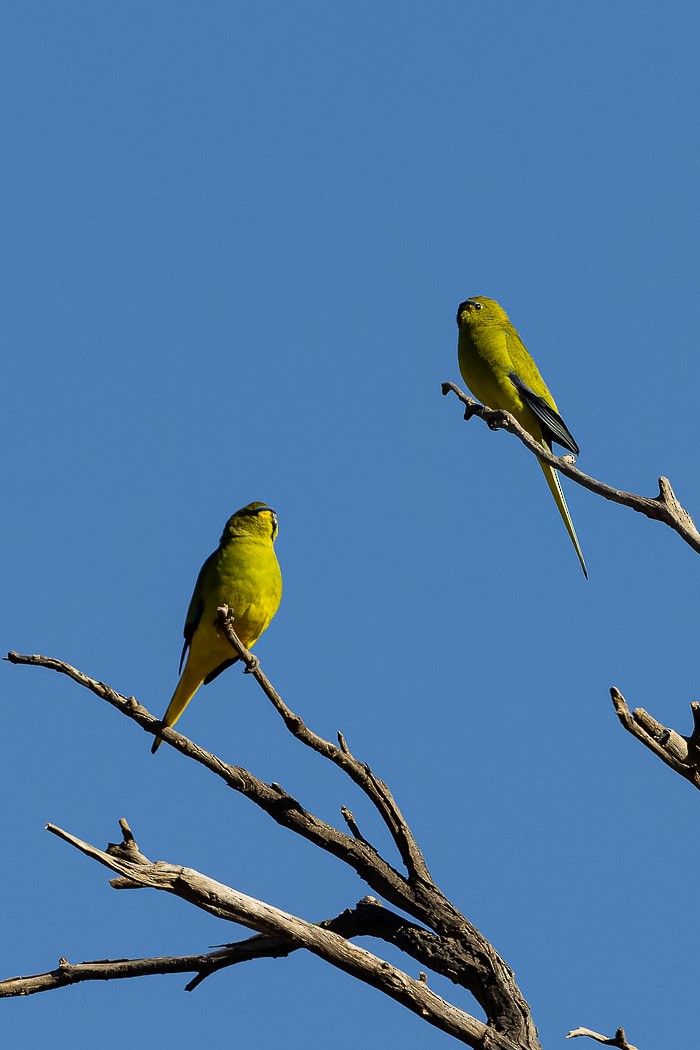 Elegant Parrot - ML623025656