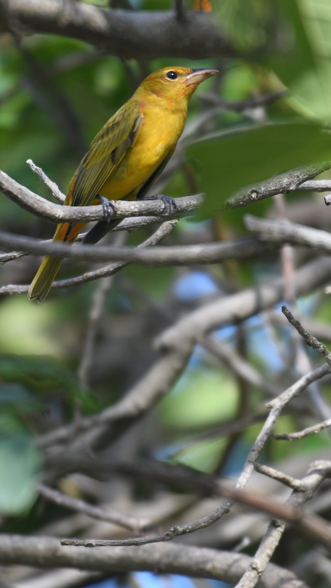 Summer Tanager - ML623025682