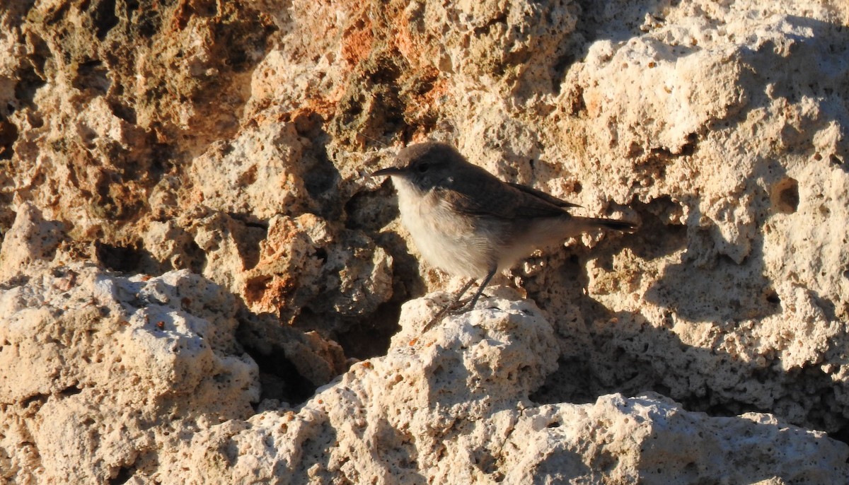 Rock Wren - ML623025683