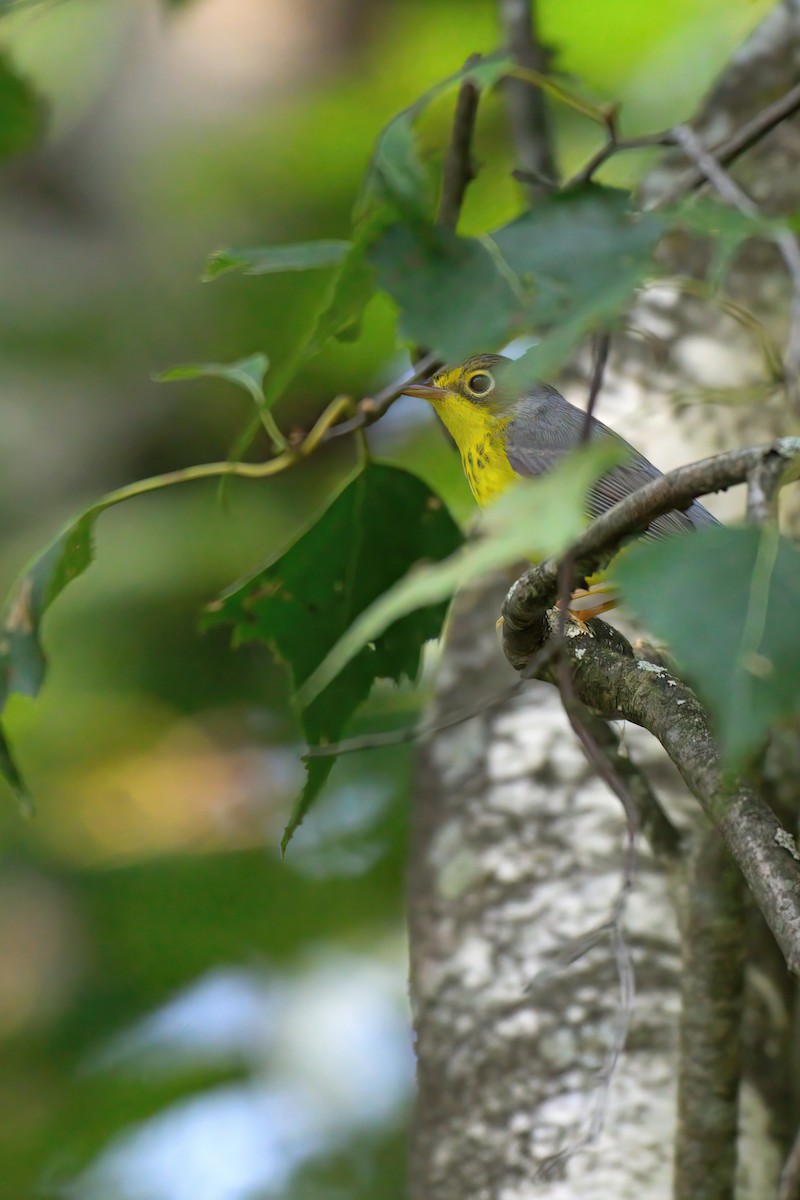 Canada Warbler - ML623025701