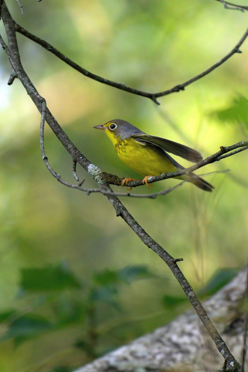 Canada Warbler - ML623025702