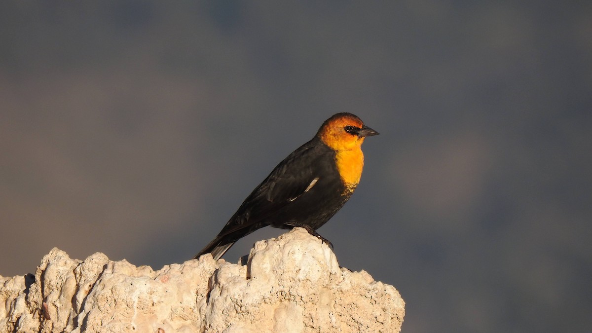 Yellow-headed Blackbird - ML623025753