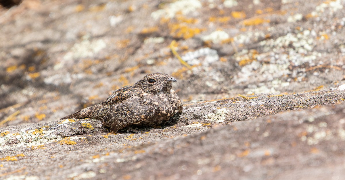 Pygmy Nightjar - ML623025765