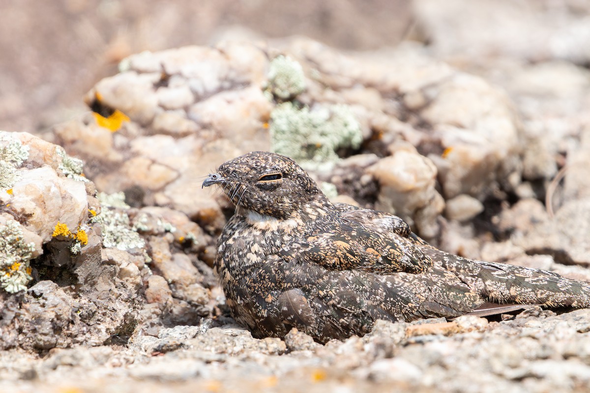 Pygmy Nightjar - ML623025766