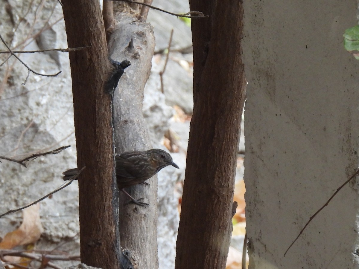 Rufous Limestone Babbler - ML623025806