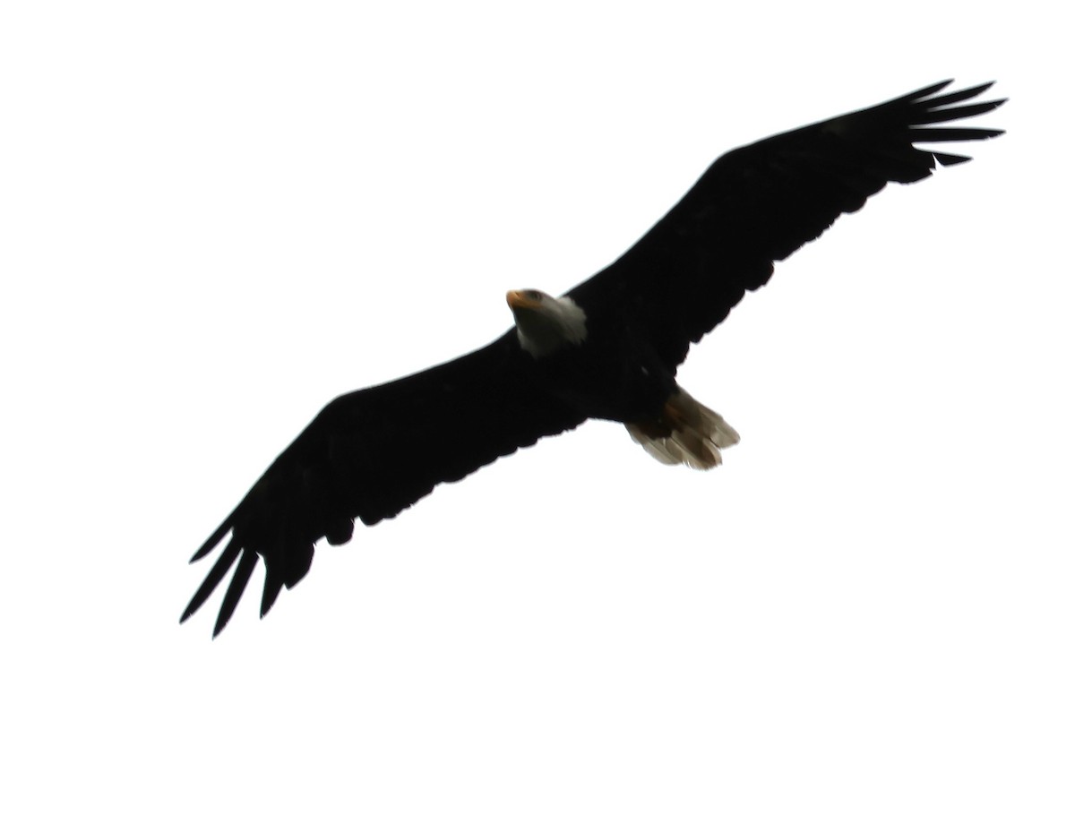 Bald Eagle - ML623025807