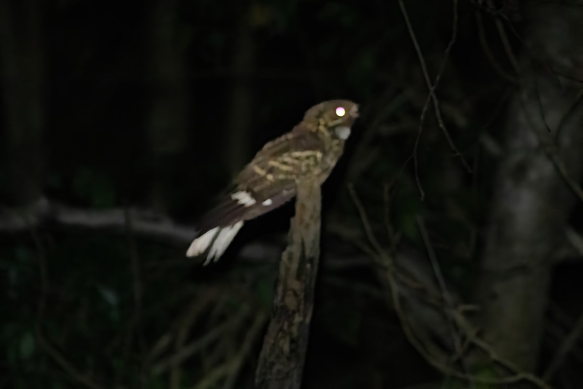 Large-tailed Nightjar - ML623025866