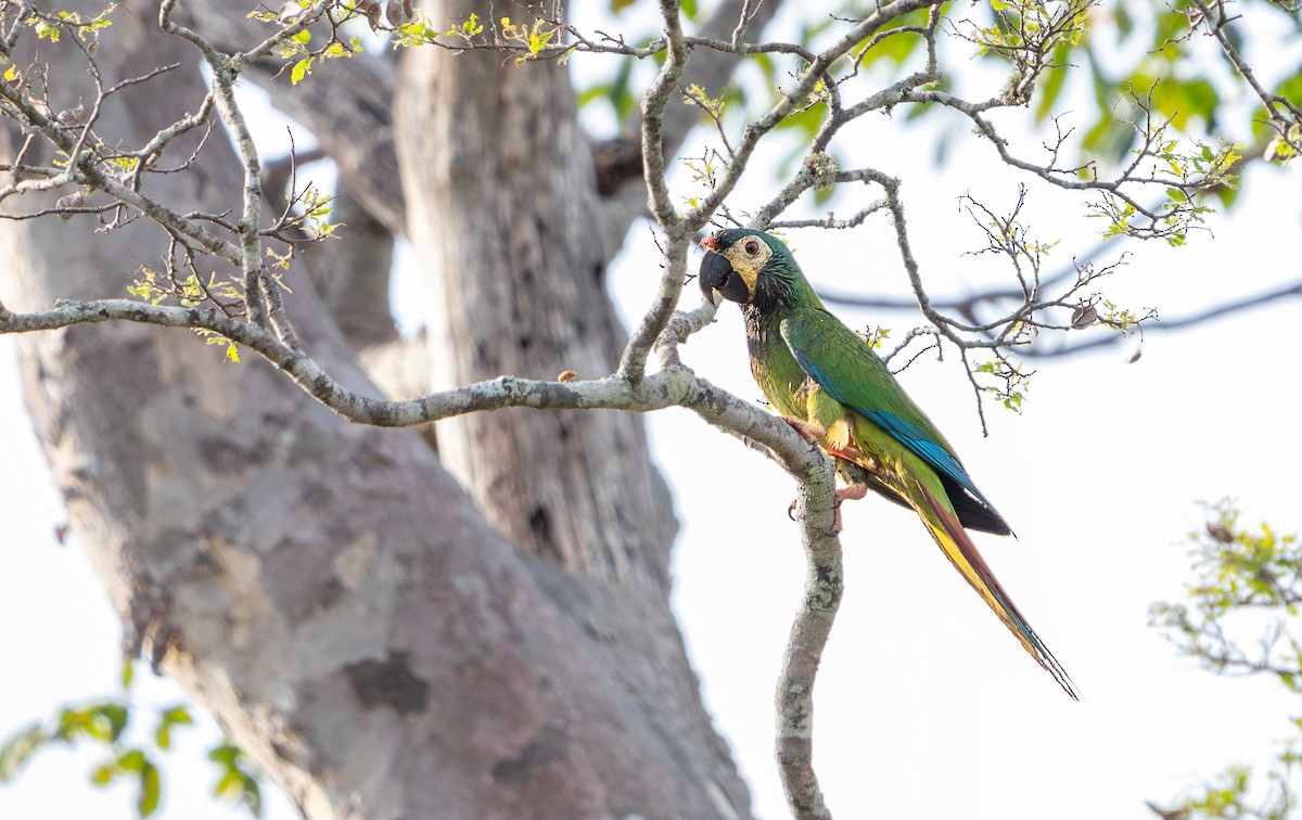 Blue-winged Macaw - ML623025882