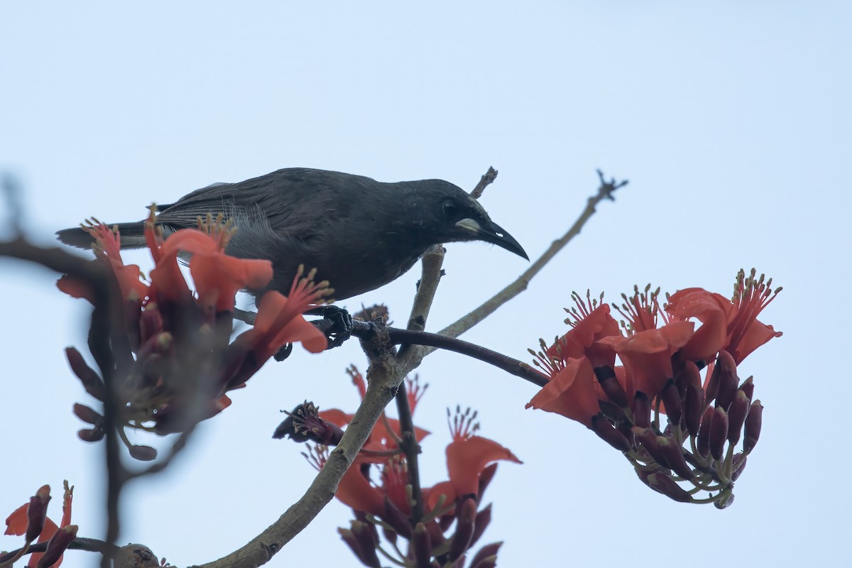 White-gaped Honeyeater - ML623025921