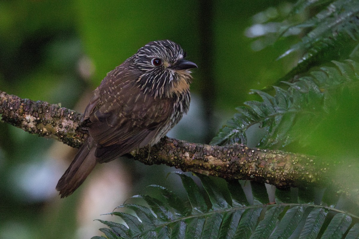 Black-streaked Puffbird - Brendan Fogarty