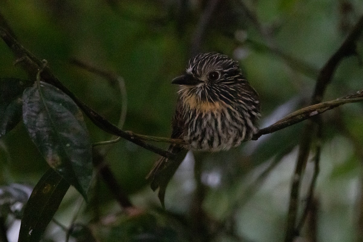 Black-streaked Puffbird - ML623025930