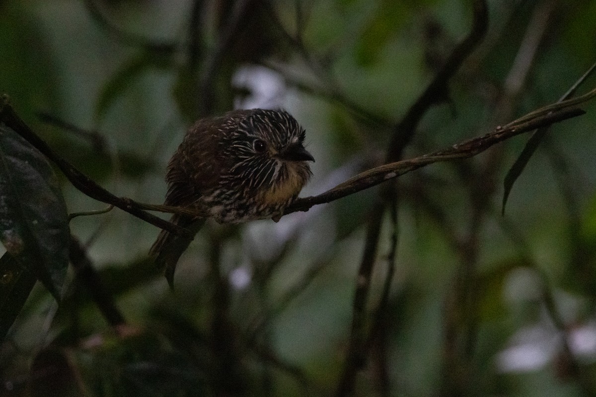 Black-streaked Puffbird - ML623025931