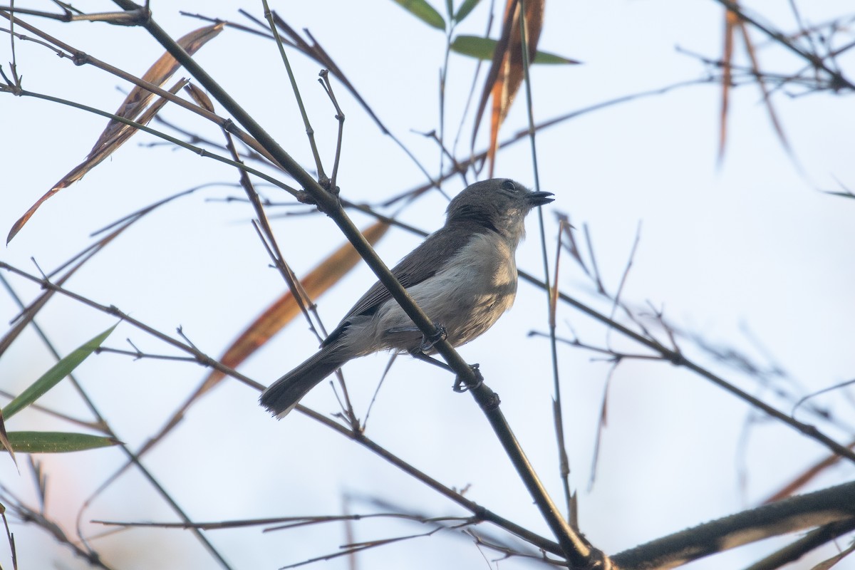 Gray Whistler (Brown) - ML623025960