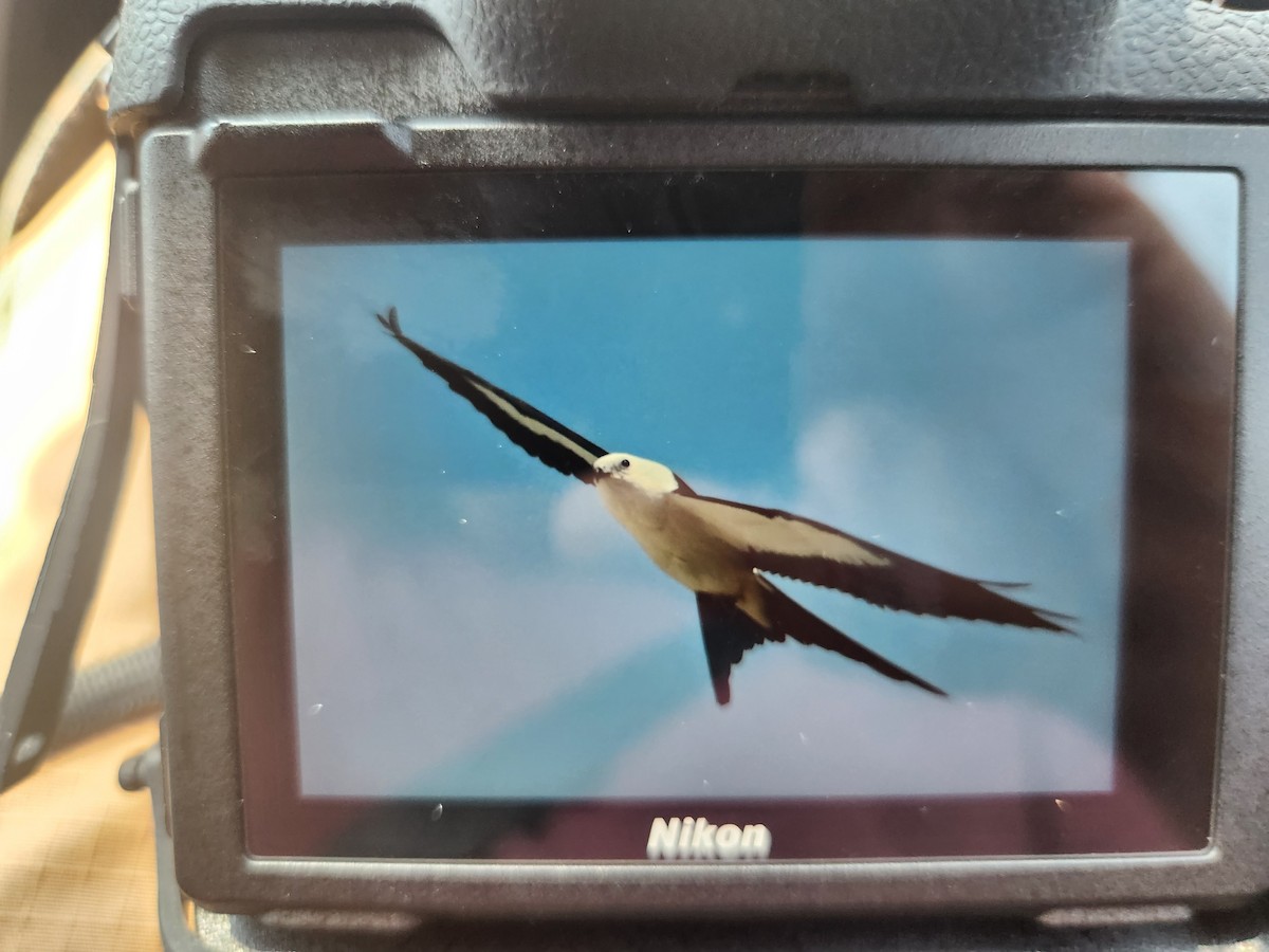 ツバメトビ - ML623025983