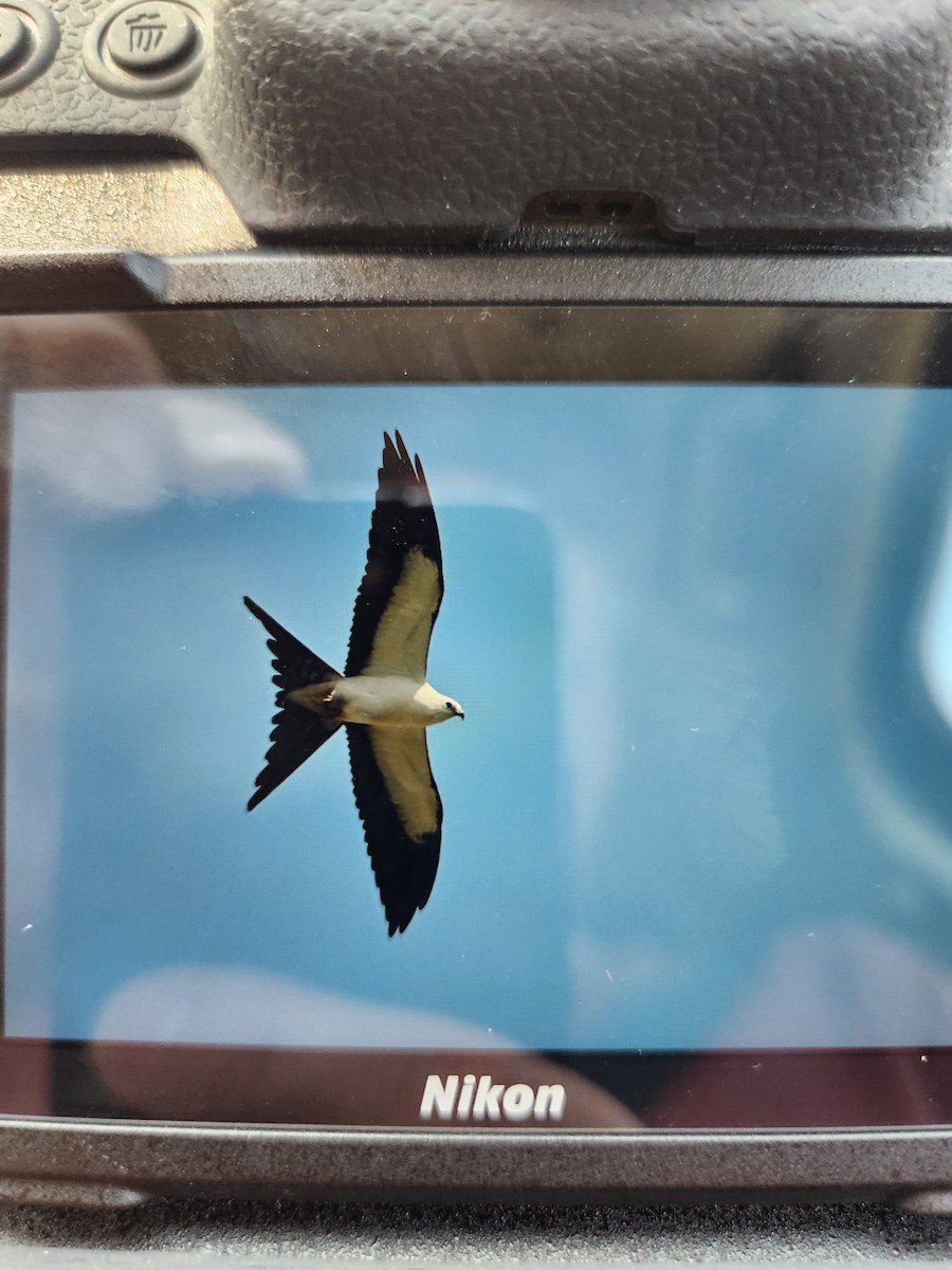 ツバメトビ - ML623025991