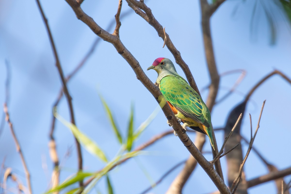 Rose-crowned Fruit-Dove - ML623025993