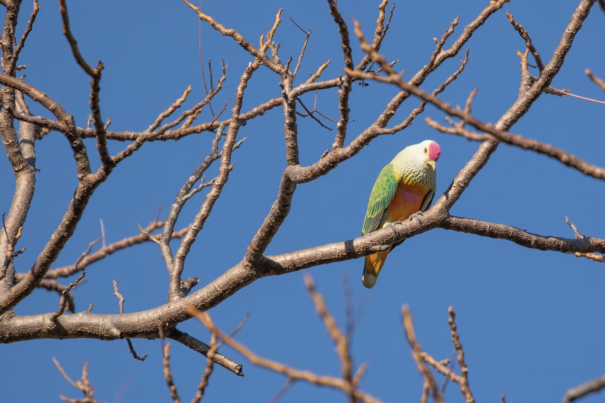 Rose-crowned Fruit-Dove - ML623025997