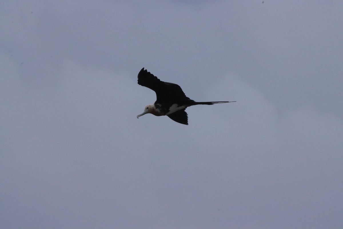 Great Frigatebird - ML623026002