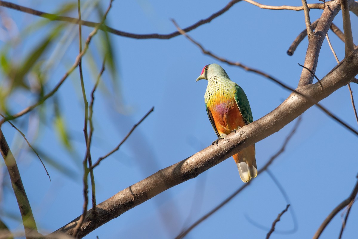 Rose-crowned Fruit-Dove - ML623026004