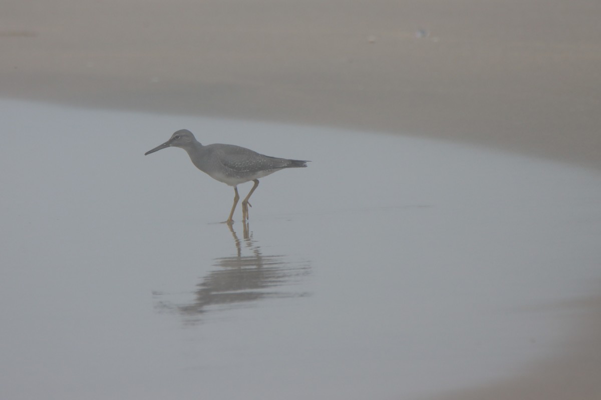 Playero de Alaska - ML623026043