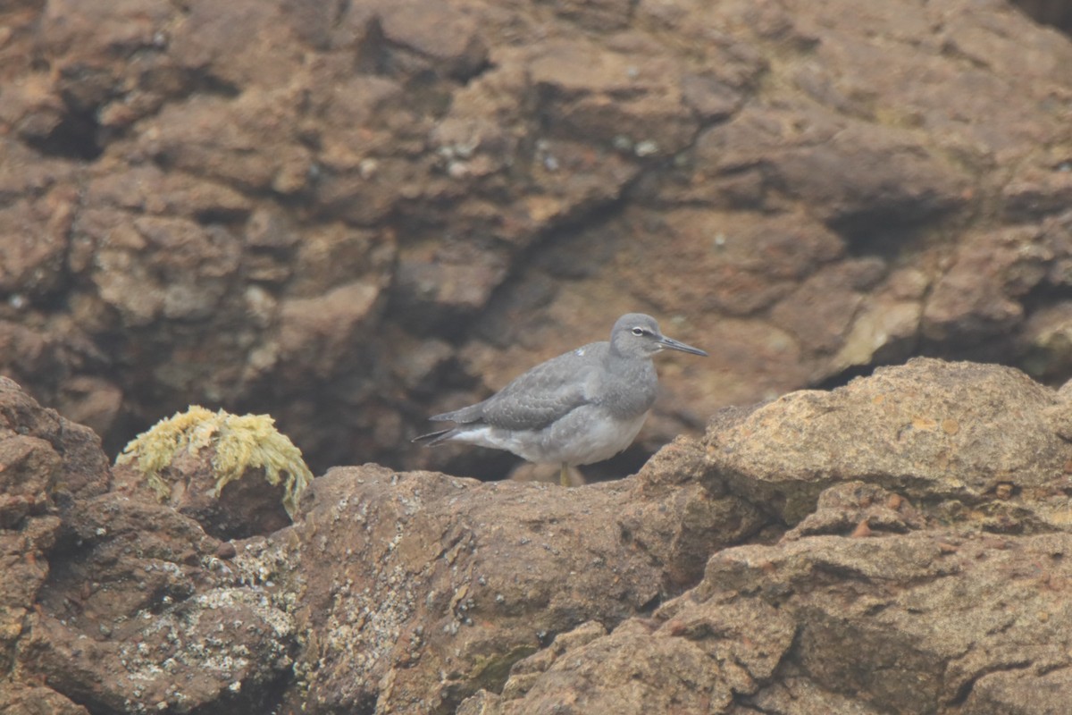 Wandering Tattler - Vicky Atkinson