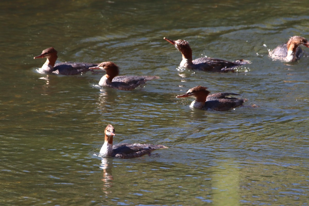 Common Merganser - Kristin Mylecraine