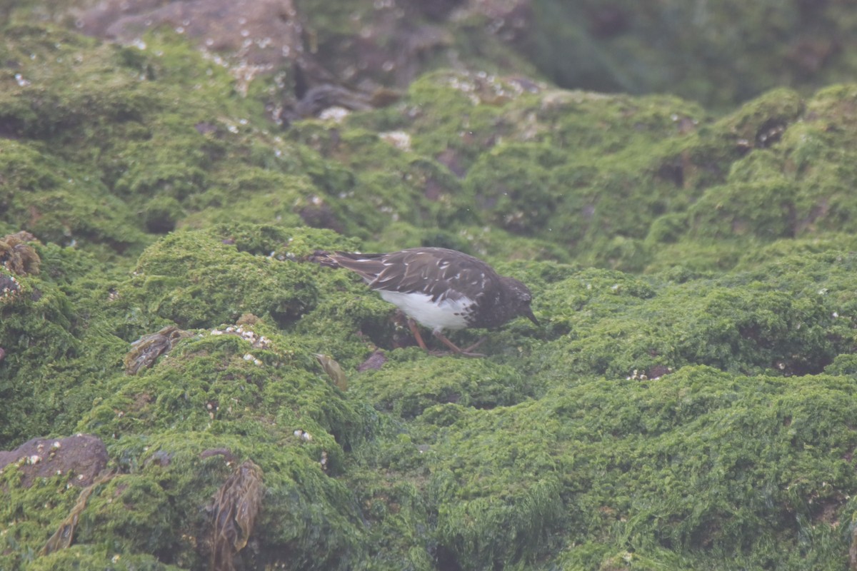 Black Turnstone - ML623026065