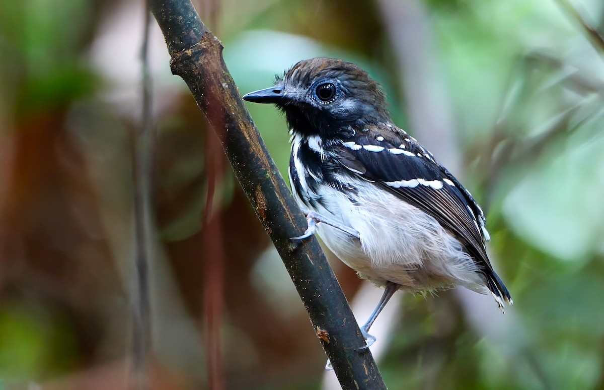 Dot-backed Antbird - ML623026066