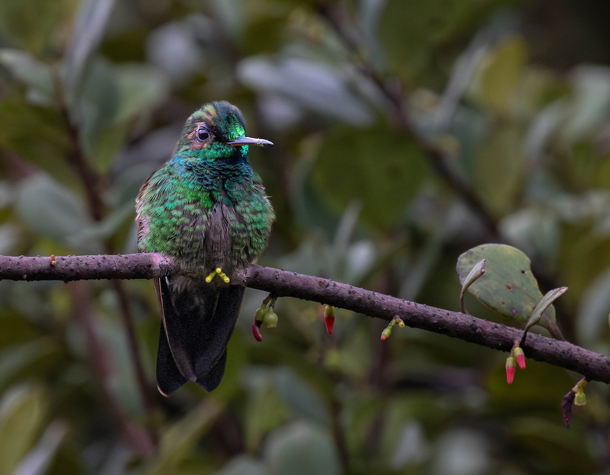 Velvet-browed Brilliant - ML623026081