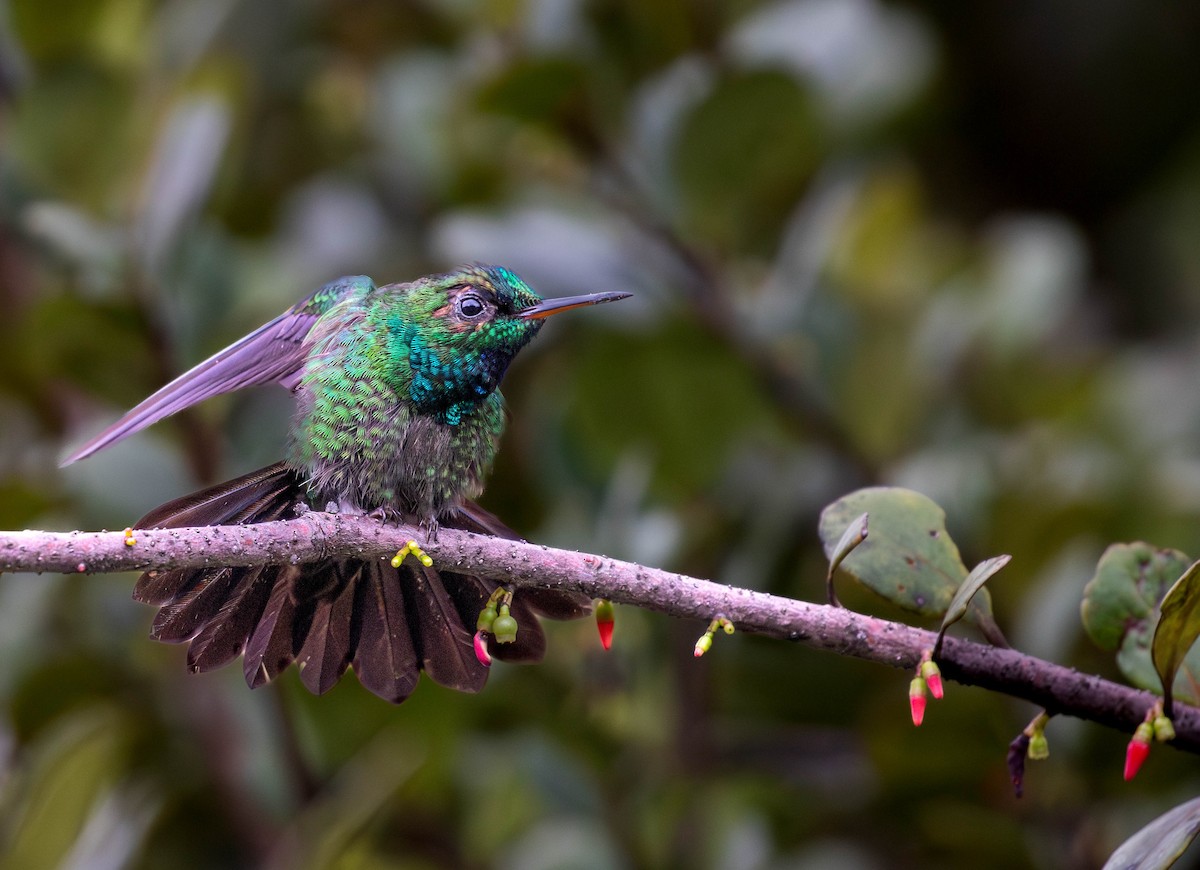 Velvet-browed Brilliant - ML623026082