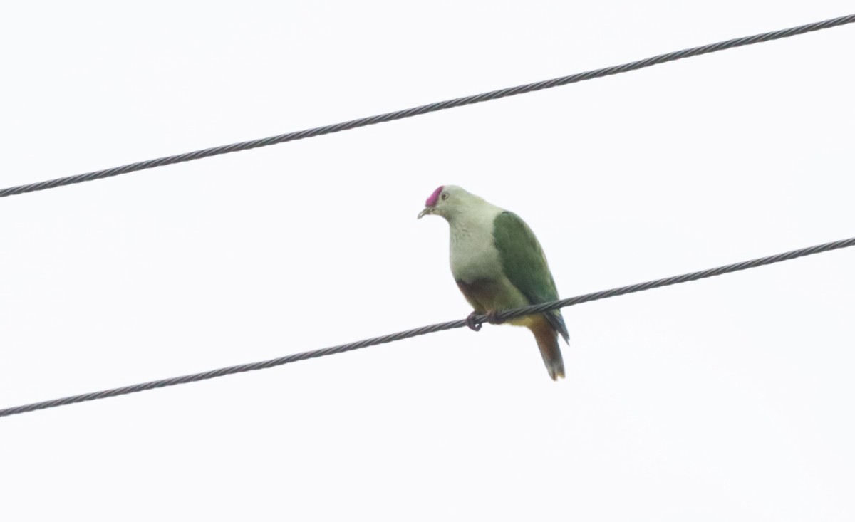 Crimson-crowned Fruit-Dove - ML623026103