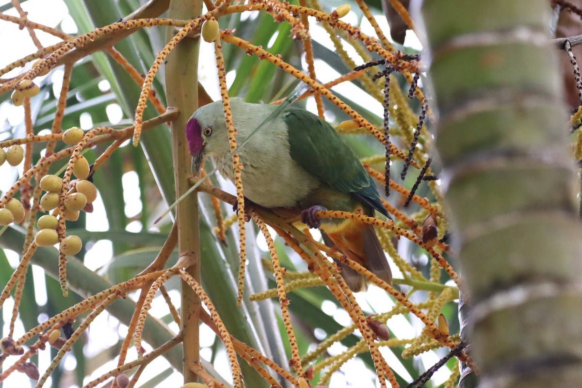 Crimson-crowned Fruit-Dove - ML623026104