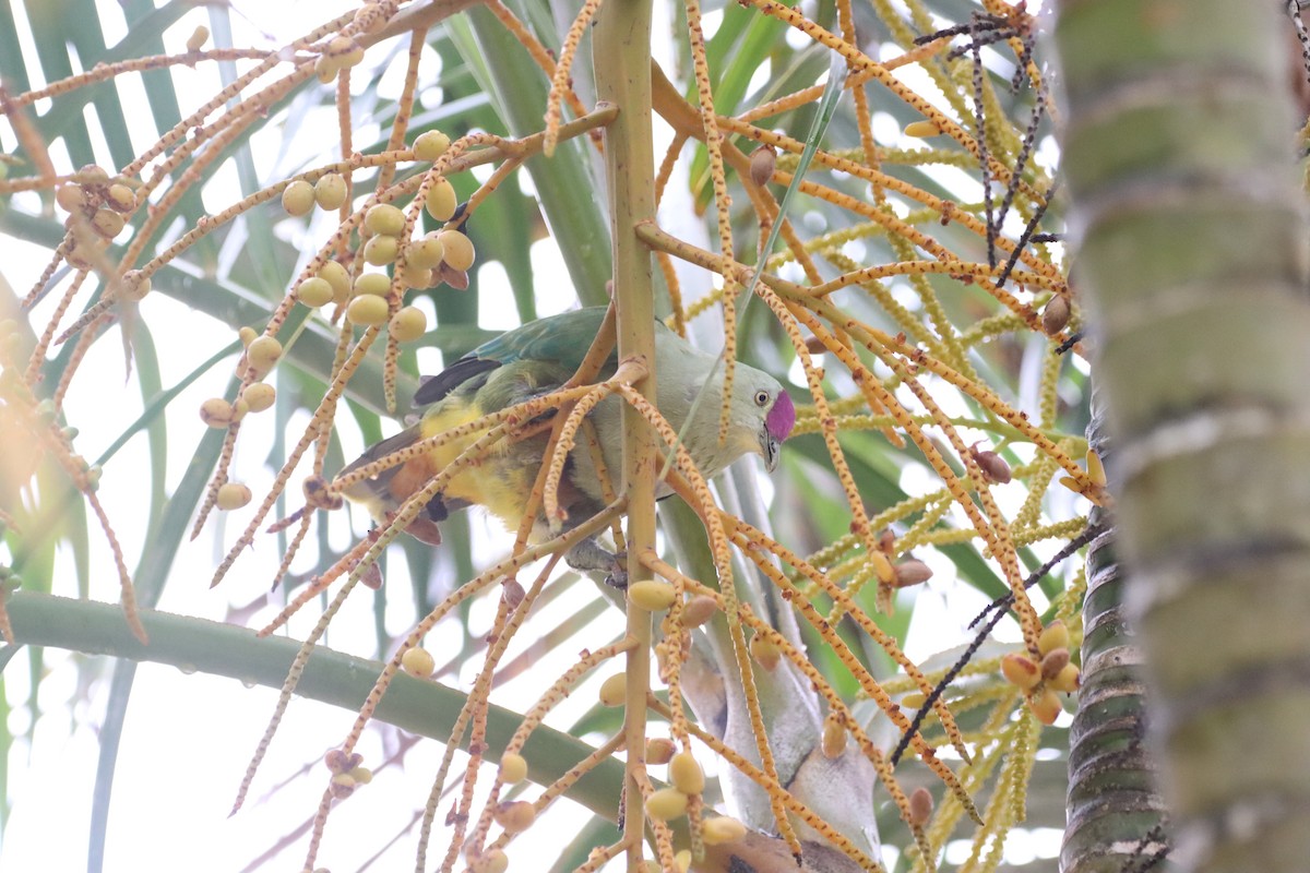 Crimson-crowned Fruit-Dove - ML623026105