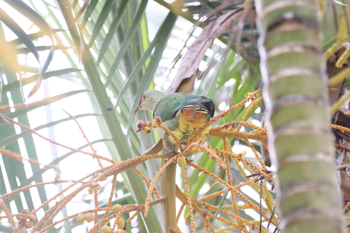 Crimson-crowned Fruit-Dove - ML623026106