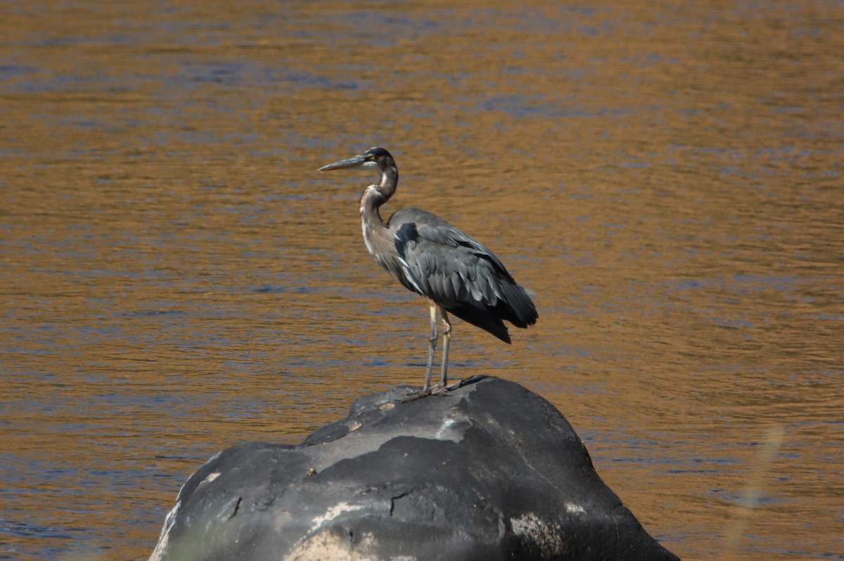 Great Blue Heron - ML623026148