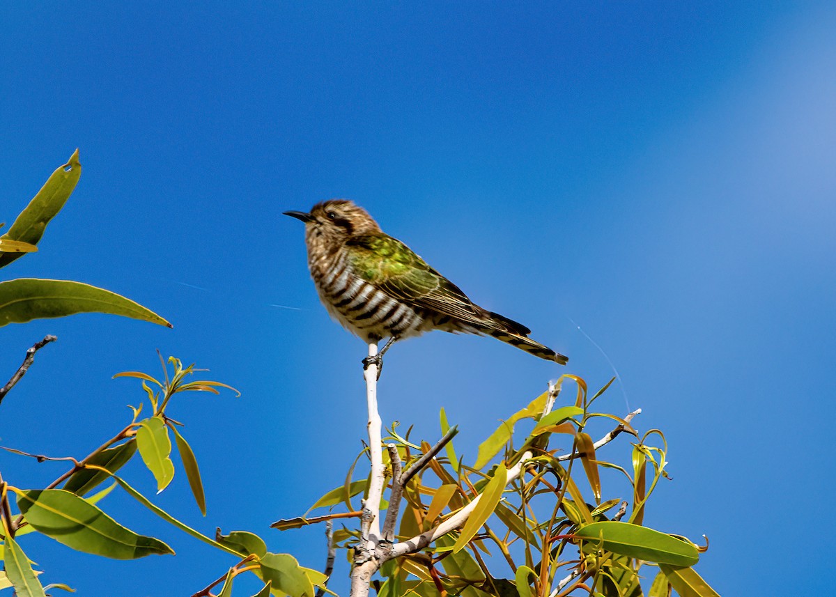 Horsfield's Bronze-Cuckoo - ML623026202