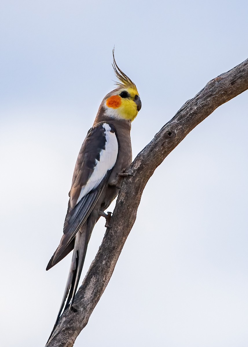 オカメインコ - ML623026223