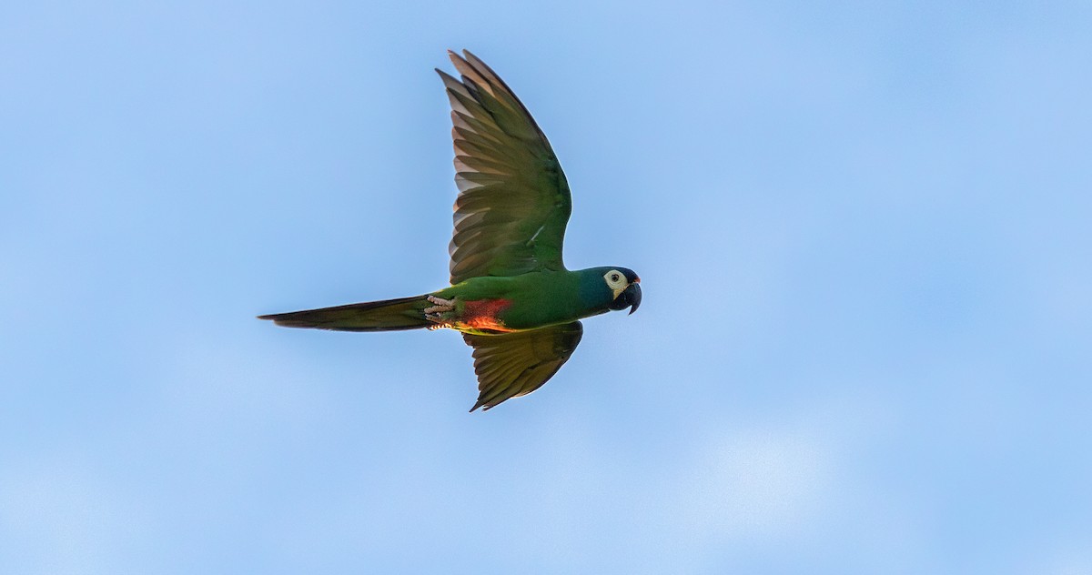 Blue-winged Macaw - ML623026227