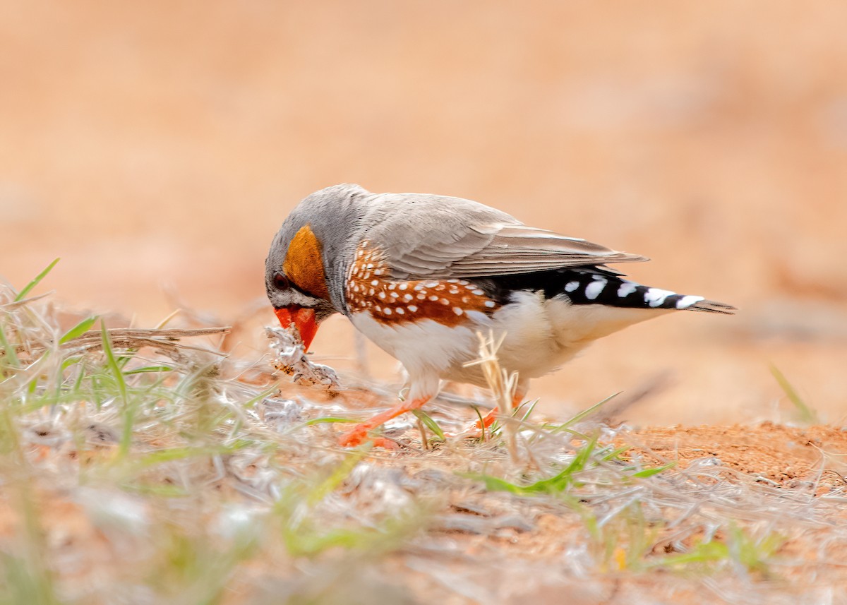 Zebra Finch - ML623026230